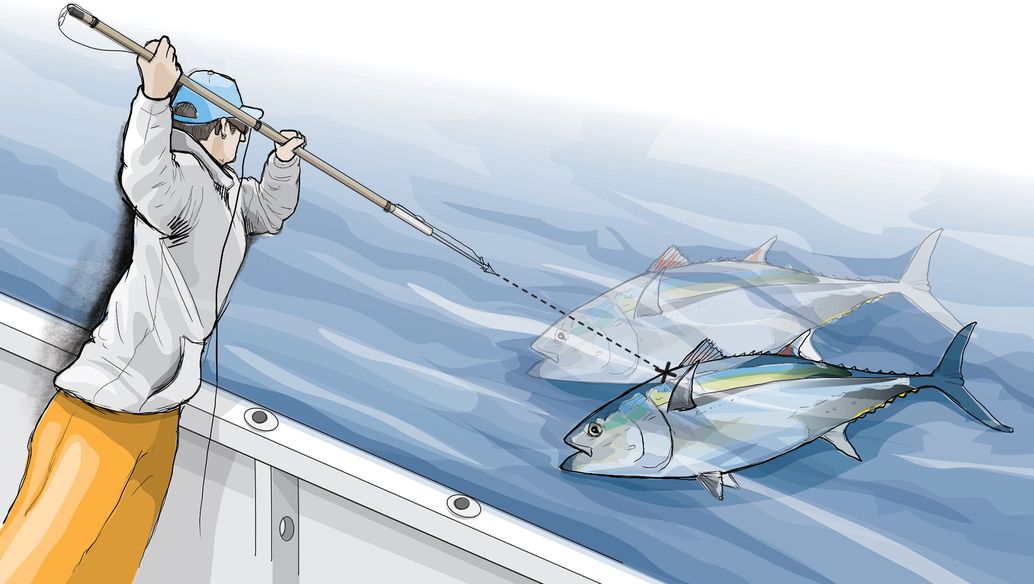 Refraction creates a false position of the fish