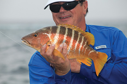  Green Turtle Abacos School&rsquo;s In: The colorful schoolmaster snapper is a tough fighter, and also makes great table fare. This is a big one!