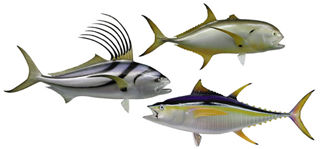 The catch of a lifetime - be it a trophy roosterfish , a hard-fighting jack crevalle or the angler's first-ever yellowfin - can be remembered vividly with a fiberglass mount.